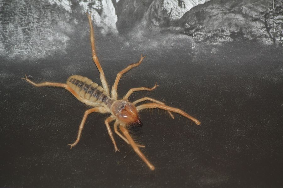Solifugae dalla Grecia - Galeodes cf graecus